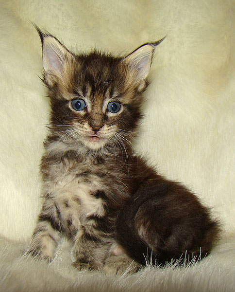      Catsvill County